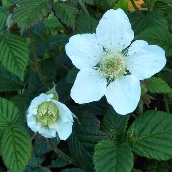 野イチゴの花の投稿画像一覧 Greensnap グリーンスナップ 野イチゴの花の投稿画像一覧 Greensnap グリーンスナップ