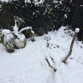 カンナ レッドストライプの画像 by subtropicalさん | 小さな庭とビロウヤシとカンナ レッドストライプとトウゴマ ジャイアントグリーンとヤシと耐寒ヤシ