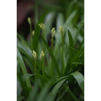 三月の箱庭の画像 by 我楽多さん | 小さな庭と３月の花と三月の箱庭とOLY 40-150mm F2.8 Pro
