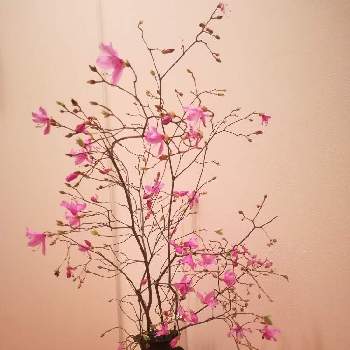 山ツツジの画像 by アネモネさん | 玄関と山ツツジと投げ入れと癒しと季節の花と花を飾るといけばなと花のある暮らしと生け花