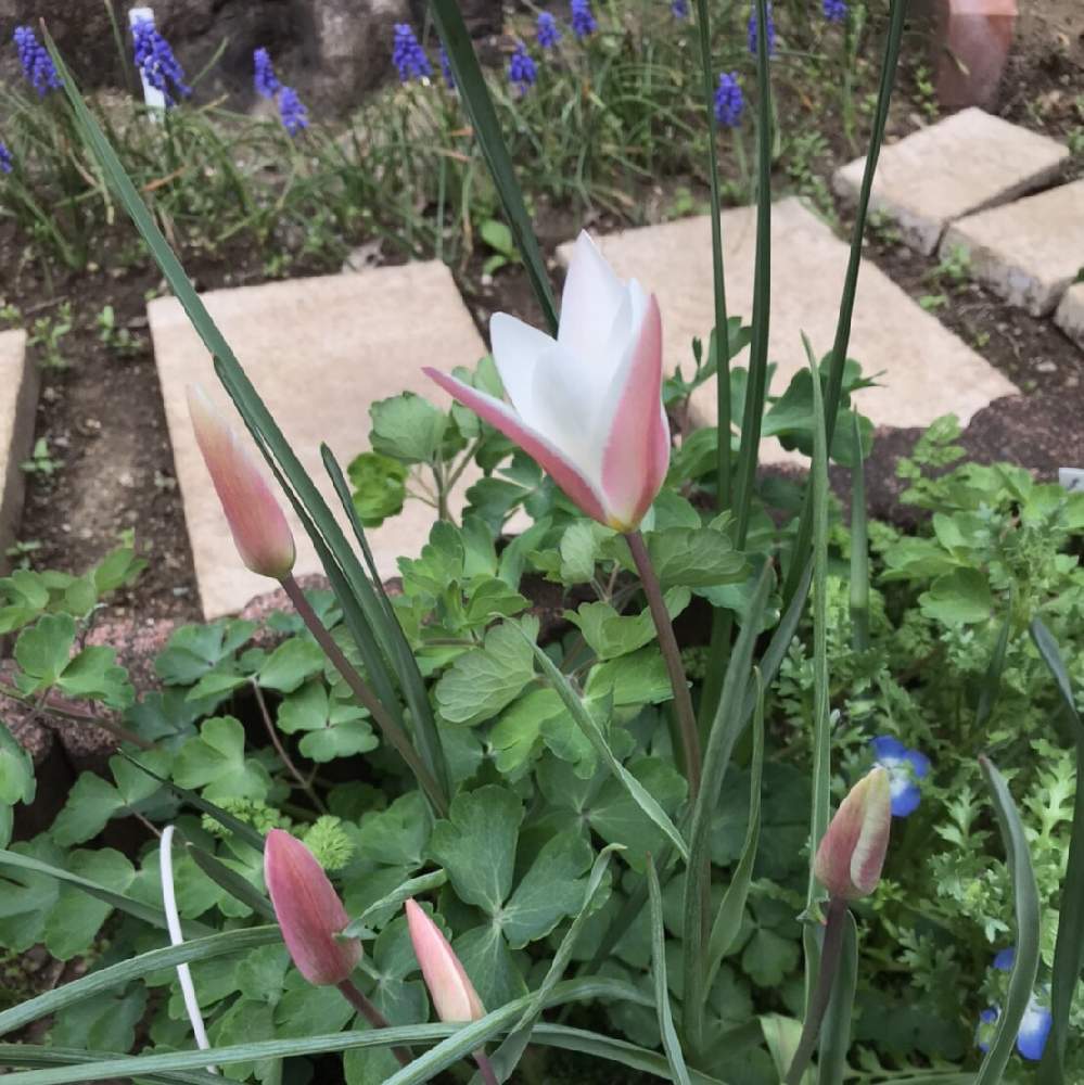 原種系チューリップ ステラータの投稿画像 By Yukappeさん 小さな庭と花のある暮らしと庭の宿根草と花のある暮らしと庭の宿根草 月3月30日 Greensnap グリーンスナップ Greensnap グリーンスナップ