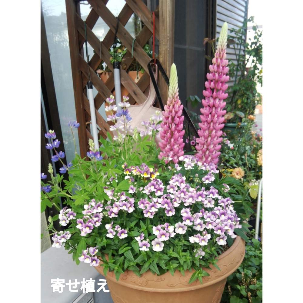 ルピナスピクシー の投稿画像 By メリーさん 寄せ植えと鉢植えと花のある暮らしと宿根ネメシア とルピナス 月3月30日 Greensnap グリーンスナップ