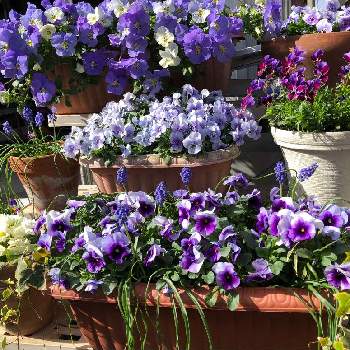 植えっぱ苗 あふれ咲きパンジーの投稿画像一覧 Greensnap グリーンスナップ