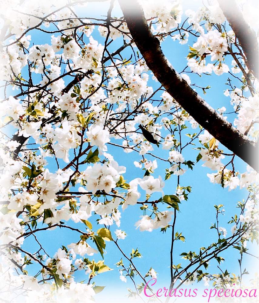 サクラの投稿画像 By せーらさん オオシマザクラとさくら サクラ 桜とスモモ属と近くの公園と満開と公園ときれいと散歩とバラ科とお花見と散策と近所と花の ある暮らしとさくらと桜フォトコン 月3月30日 Greensnap グリーンスナップ