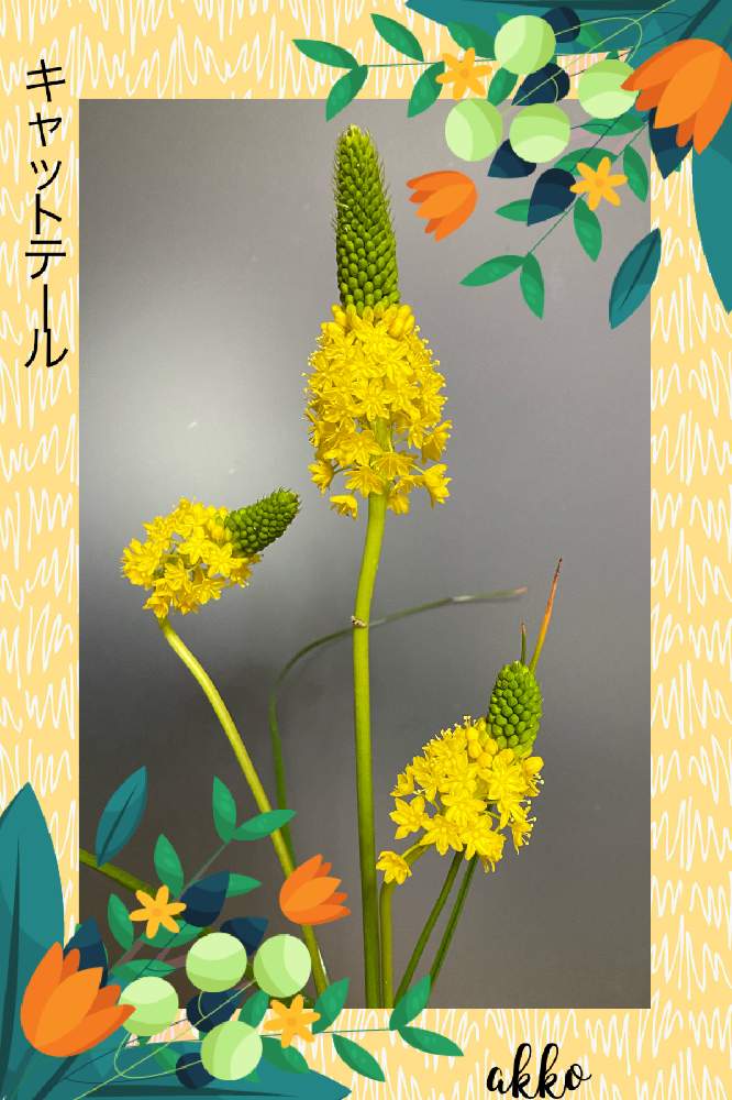 ブルビネラ フロリブンダの投稿画像 By ひみつのアッコちゃんさん キャットテールと花のある暮らしと思いがけないプレゼントとご近所の花 月3月30日 Greensnap グリーンスナップ