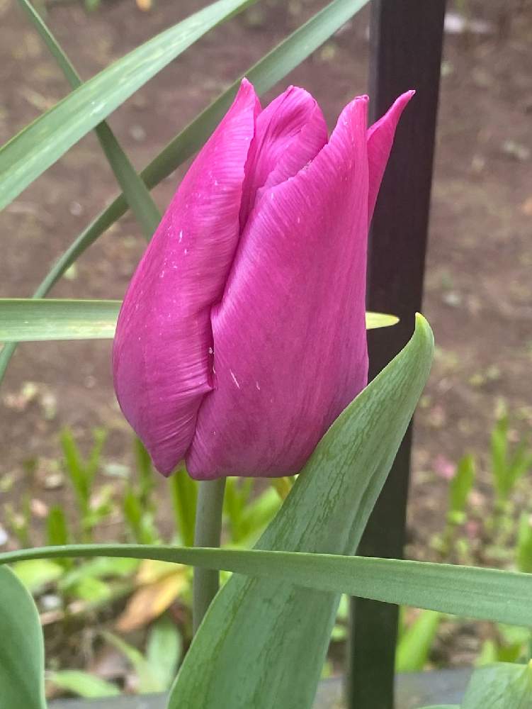 チューリップの投稿画像 By ムーミン谷の花屋さん 月3月30日 Greensnap グリーンスナップ