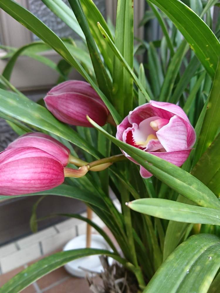 シンビジウムの投稿画像 By 京さん 枯れないでねと大事にとありがとうと笑顔とカイガラ虫と長い付き合いと可愛いと花のある暮らしと幸せな時間 月3月30日 Greensnap グリーンスナップ