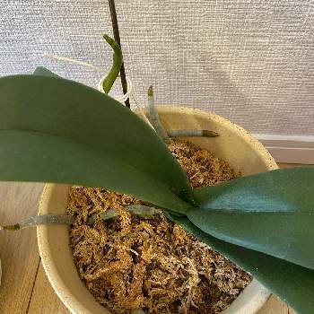 胡蝶蘭花芽の投稿画像一覧 Greensnap グリーンスナップ