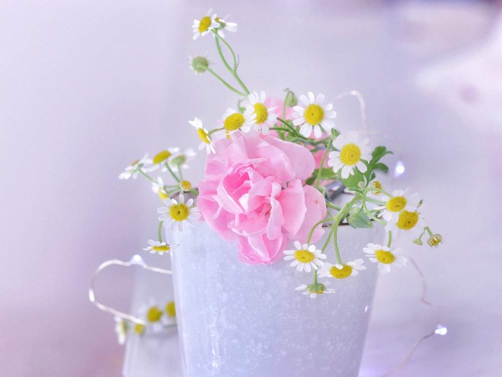 カーネーションの投稿画像 By あおんさん マトリカリアとピンクの花と花のある暮らしと可愛い花とおうちフラワーフォトコンテスト 月3月30日 Greensnap グリーンスナップ