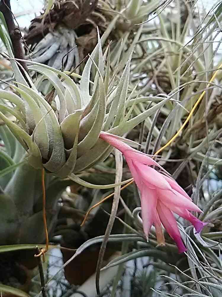 チランジア ロゼイフローラの一覧｜🍀GreenSnap（グリーンスナップ）