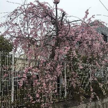 八重枝垂れ桜の画像 by manabeさん | お出かけ先と八重枝垂れ桜