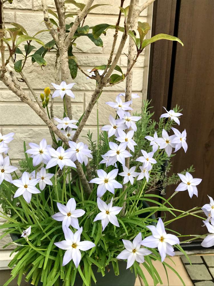 ハナニラの投稿画像 By ひろちゃんさん フリージアとラベンダーと金木犀と玄関と寄せ植えと白い花と咲いてくれてありがとう と寄せ植えと白い花と咲いてくれてありがとう 月3月30日 Greensnap グリーンスナップ Greensnap グリーンスナップ