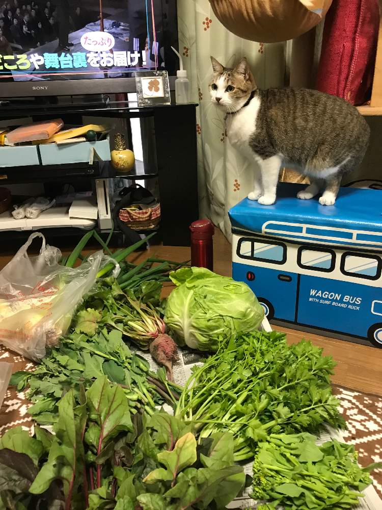 キャベツの投稿画像 By Dp106さん スープセロリとビーツとシャルムとのらぼう菜と赤軸ほうれん草とふくだち 白菜 とえびす 猫 と料理 月3月30日 Greensnap グリーンスナップ