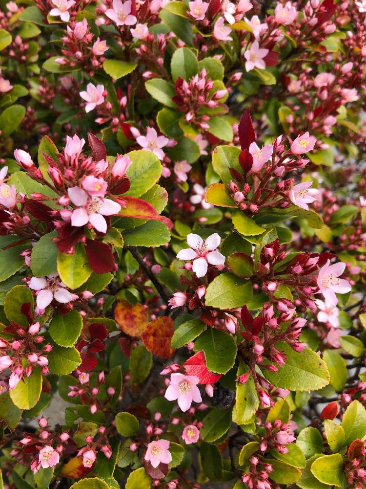 しゃりんばいの投稿画像 By Fcrocusさん 花の咲く木と日当たりとピンクの花と3月とウォーキングと花のある暮らし 月3月30日 Greensnap グリーンスナップ