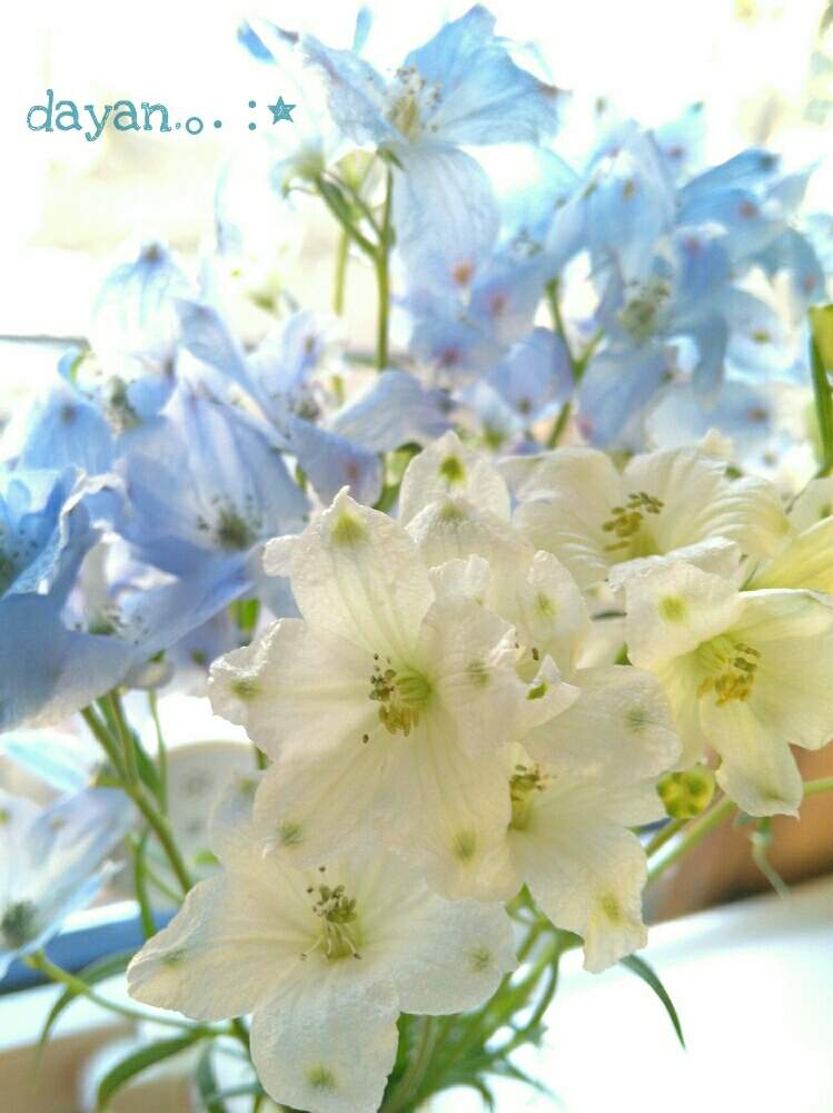 デルフィニウムの投稿画像 By Dayanさん Weekend Flowerと花いっぱいプロジェクトとそうだ 花屋 行こう と青い花 とおうち園芸とこういう時こそお花を飾ろうとナチュラルスタイルとお花を買おう と花のある暮らしと白い花といやされると北海道と大人かわいい と