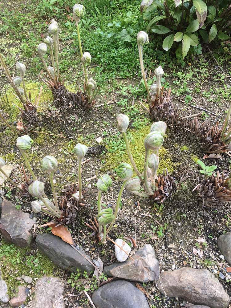 ぜんまいの投稿画像 By Manabeさん ゼンマイとシダ植物とゼンマイ科と山菜とゼンマイ属 月3月30日 Greensnap グリーンスナップ