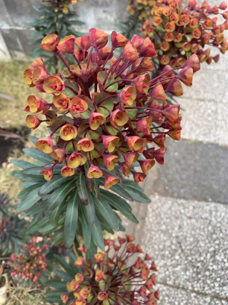 ユーフォルビアブラックバードの投稿画像 By ららこさん ふらっと見つけた道端の花と花散歩と鎌倉花散歩と花日記と花のある暮らし 月3月30日 Greensnap グリーンスナップ