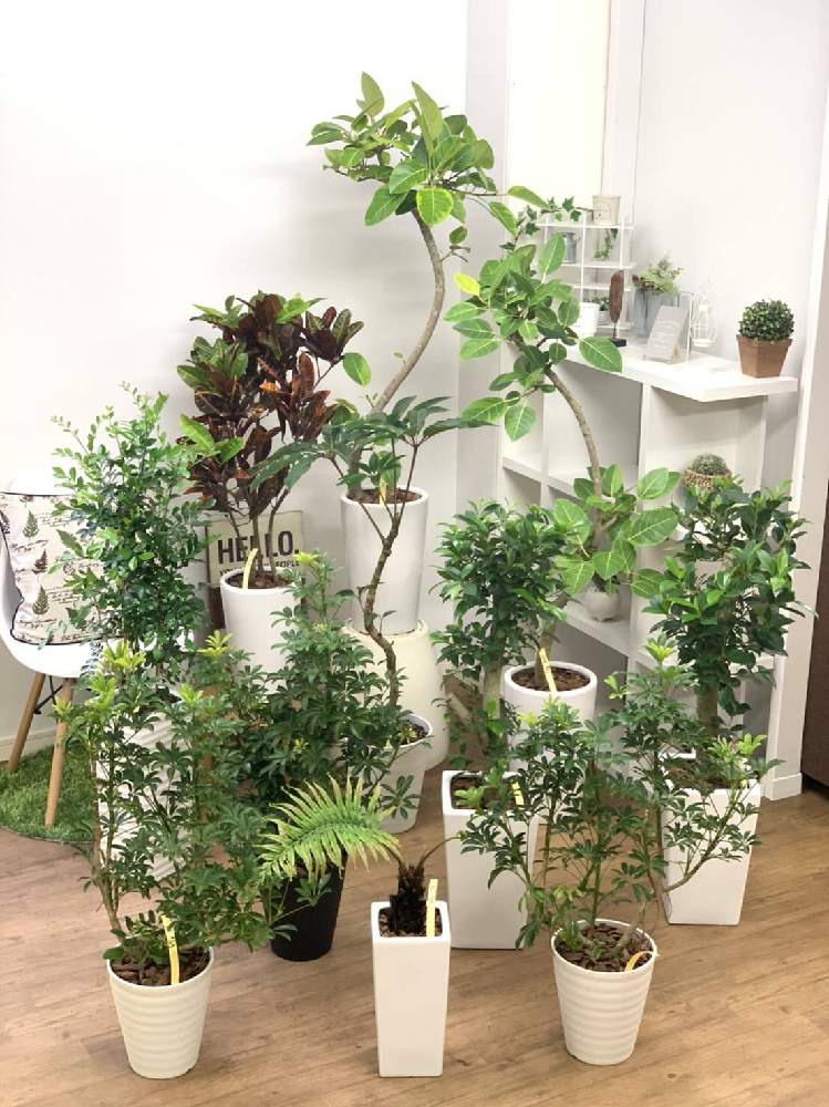 ガジュマルの投稿画像 By E Ran さん クロトンとシルクジャスミンとフィカス アルテシマとツピタンサスとシェフレラ コンパクタとヒリュウシダ とインテリアと観葉植物 を楽しむとみどりのある暮らしと観葉植物と植物のある暮らしとグリーンのある暮らしとシルク ガジュマルの投稿画像 By E Ran さん クロトンとシルクジャスミンとフィカス アルテシマとツピタンサスとシェフレラ コンパクタとヒリュウシダ とインテリアと観葉植物 を楽しむとみどりのある暮らしと観葉植物と植物のある暮らしとグリーンのある暮らしとシルク