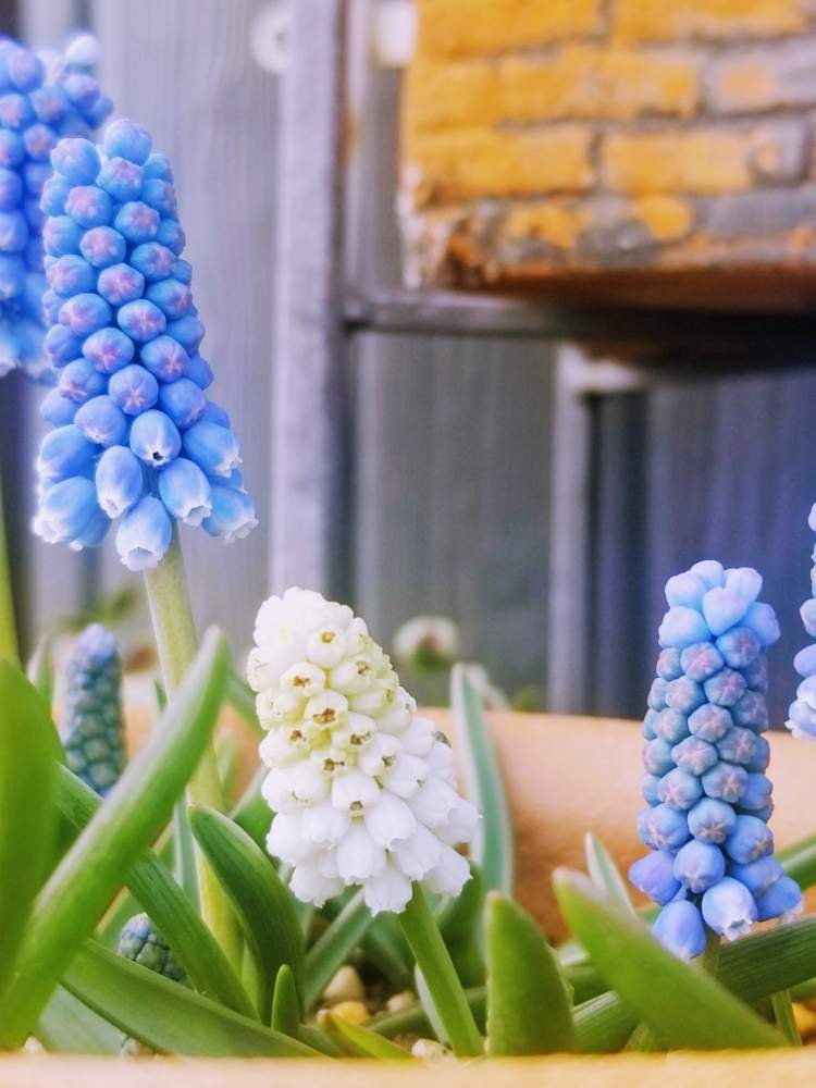 ムスカリの投稿画像 By Tommyさん 寄せ植えと狭い庭と青い花と白い花と耐寒性と小庭と 秋植え球根 フォトコンテスト 月3月30日 Greensnap グリーンスナップ