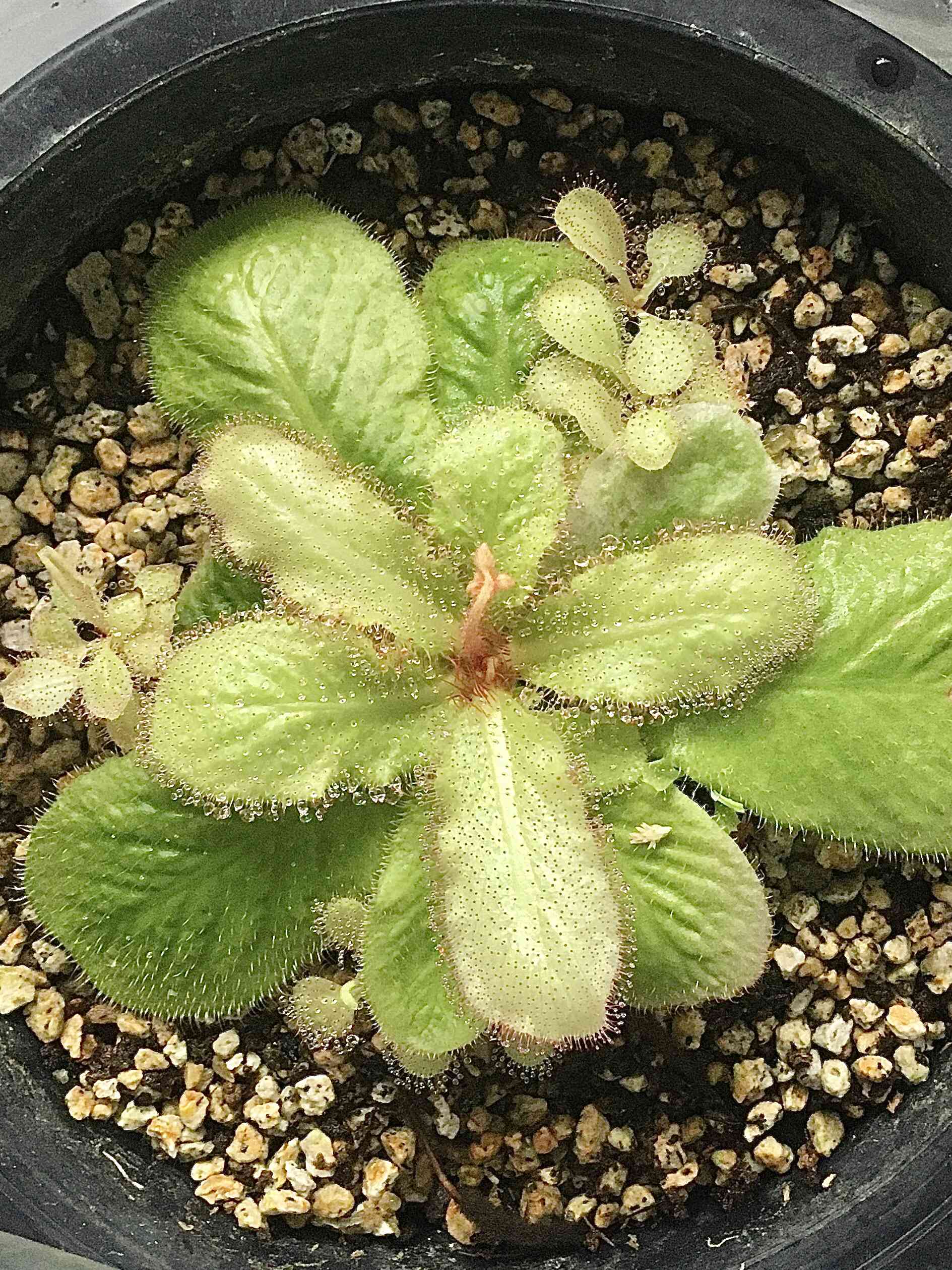 食虫植物 Drosera schizandraドロセラ シザンドラ １ D. schizandra | どりへにのブログ