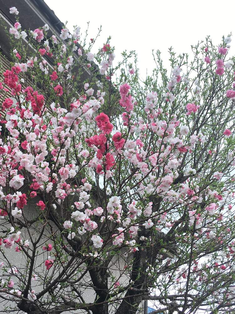 花桃の二色咲品種の投稿画像 By はなちゃんさん 月3月30日 Greensnap グリーンスナップ Greensnap グリーンスナップ
