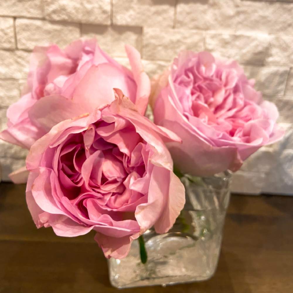ショコラロマンティカの投稿画像 By Lush Greenさん 癒しと切り花を楽しむとピンクのバラ とバラ のある暮らしとおうちフラワーフォトコンテストと美しいとニッチと香りの良いバラと美しい とバラが好きと花のある暮らしとかわいいな とバラ ミニバラとロザリアンと