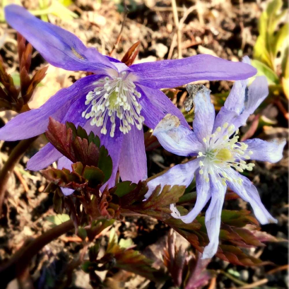 ミスミソウの投稿画像 By 花生芽 かなめ さん ユキワリソウと雪割草と春のお花と紫色の花と季節の花と春が来た と花のある暮らしと山野草 月3月30日 Greensnap グリーンスナップ