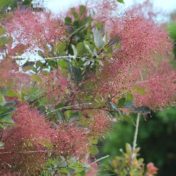 ハグマノキ属の投稿画像一覧 Greensnap グリーンスナップ