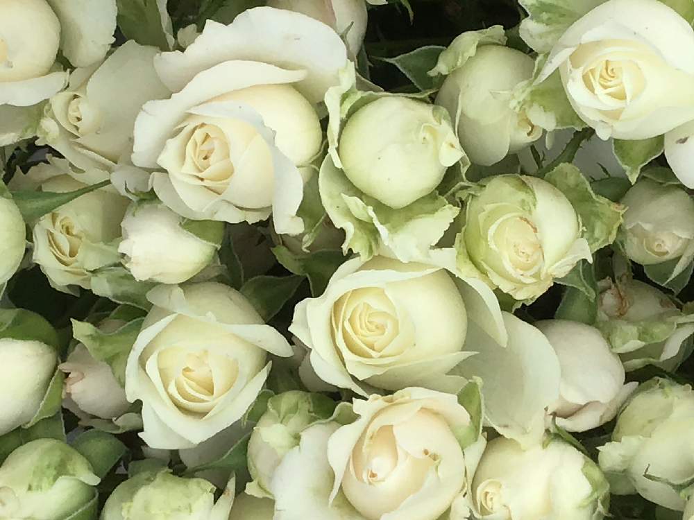 Sp 薔薇 フェアリーキッス ホワイトの投稿画像 By かずさん 素敵な薔薇のある暮らしとロザリアン と癒しとお花大好き とレッスン用と花 のある暮らしと素敵な薔薇のある暮らしとロザリアン と癒しとお花大好き とレッスン用と花のある暮らし 月3月31日