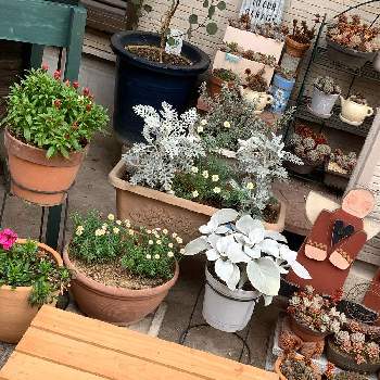 ヘリクリサム属の投稿画像一覧 Greensnap グリーンスナップ