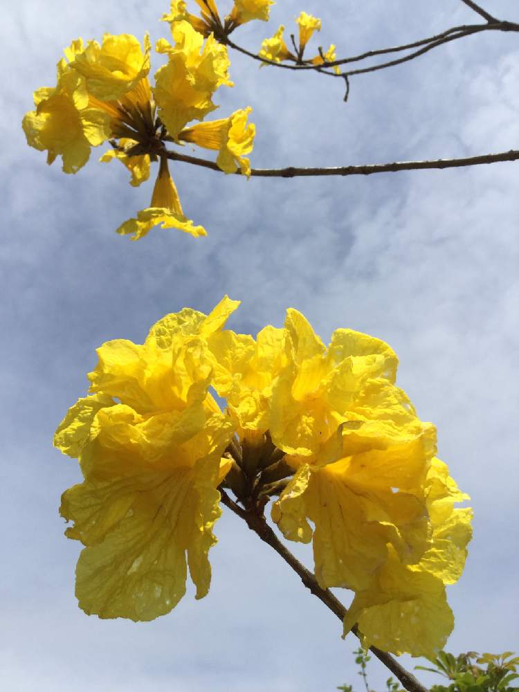 イペーの投稿画像 By Takachan さん 初めての一人暮しと黄色い花とビタミンカラーと出会いと別れの季節とgs有料化反対 と花のある暮らしと普通が幸せ と大丈夫 大丈夫 月3月31日 Greensnap グリーンスナップ