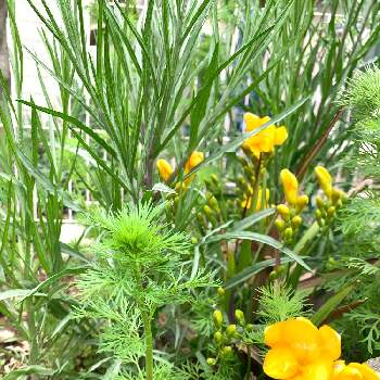 フリージャーの投稿画像一覧 Greensnap グリーンスナップ