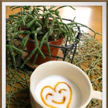 小さな癒し♡の画像 by 森Café さん | 部屋とリプサリスとグリーンのある暮らしとボタニカルカフェと多肉植物のすてきアレンジとおうちカフェとコロナウイルスに負けるな‼とインテリアグリーンと小さな癒し♡