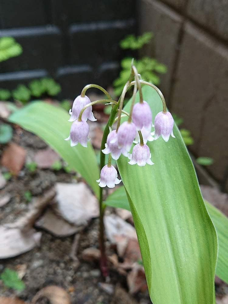 ピンクスズランの投稿画像 By たなっさんさん 日陰と花のある暮らし 月3月31日 Greensnap グリーンスナップ