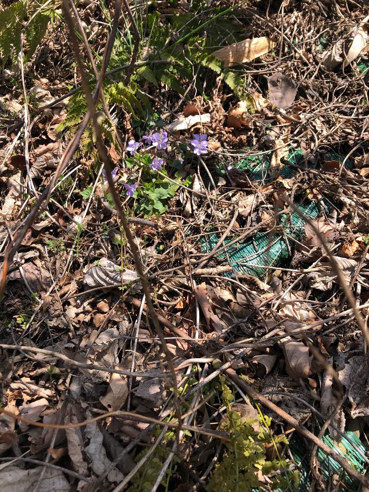 夏みかんさんの投稿画像 月3月31日 Greensnap グリーンスナップ