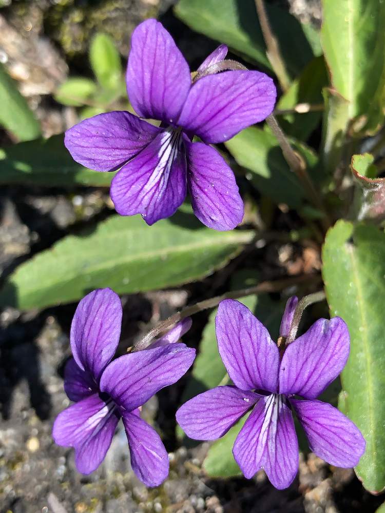 スミレの投稿画像 By みずいろさん 花のある暮らしとむらさきの花とお出かけ先と花のある暮らしとむらさきの花 月3月31日 Greensnap グリーンスナップ Greensnap グリーンスナップ