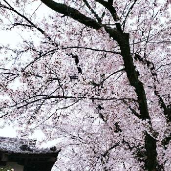 花散らしの雨の投稿画像一覧 Greensnap グリーンスナップ