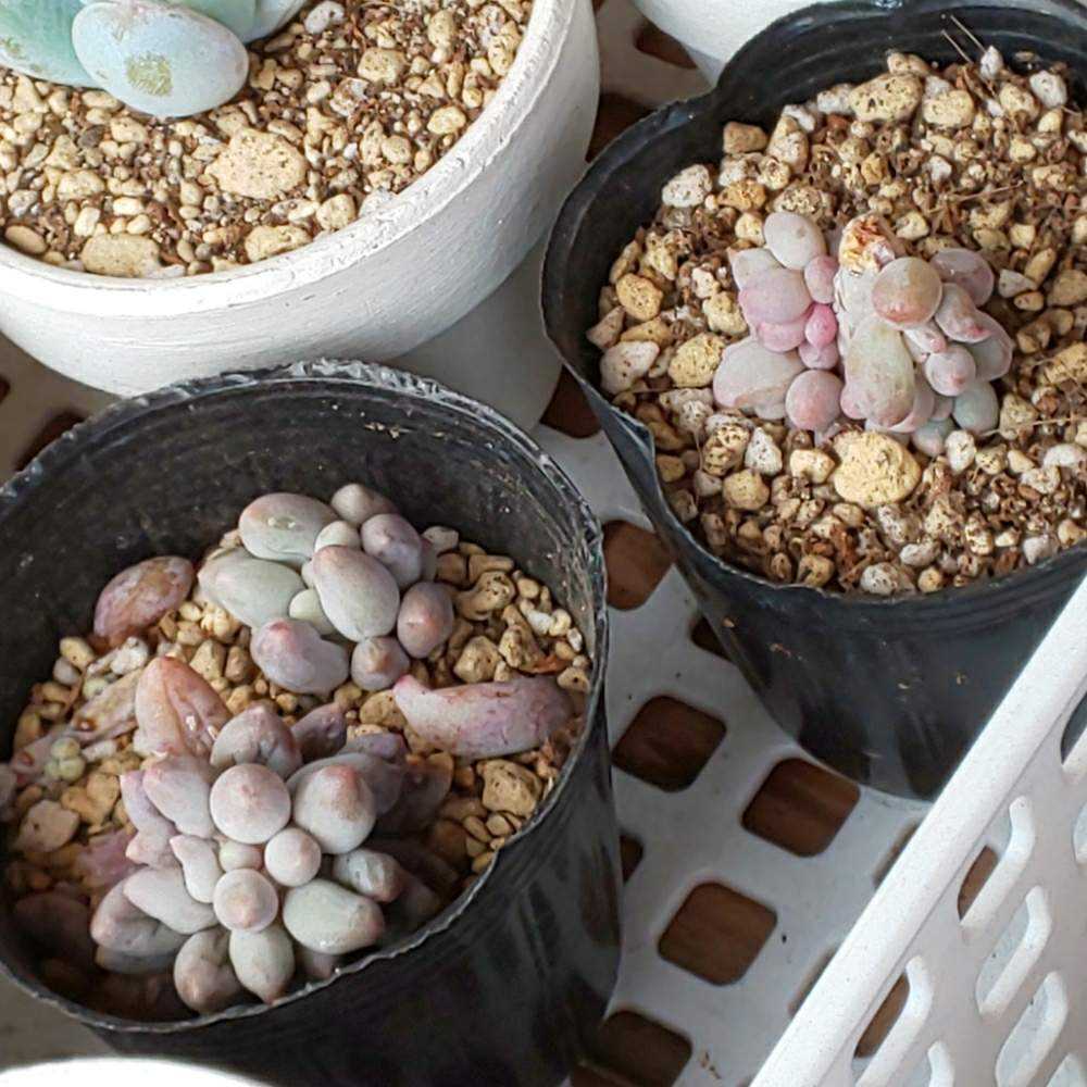 329 ベビーフィンガーの生長記録 2022.05.22更新｜🍀GreenSnap