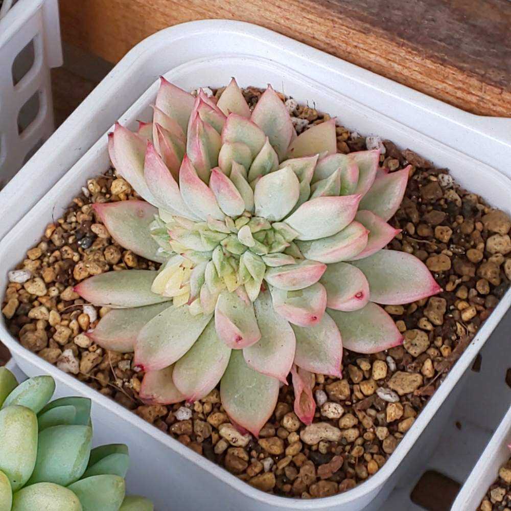 325 女雛錦の生長記録 2022.05.19更新｜🍀GreenSnap（グリーン