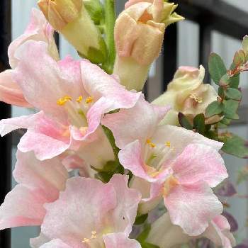 嬉しいサプライズの画像 by うさぎさん | 玄関とみんなの幸せ願うとお花療法とあきらめないと花のある暮らしと嬉しいサプライズ