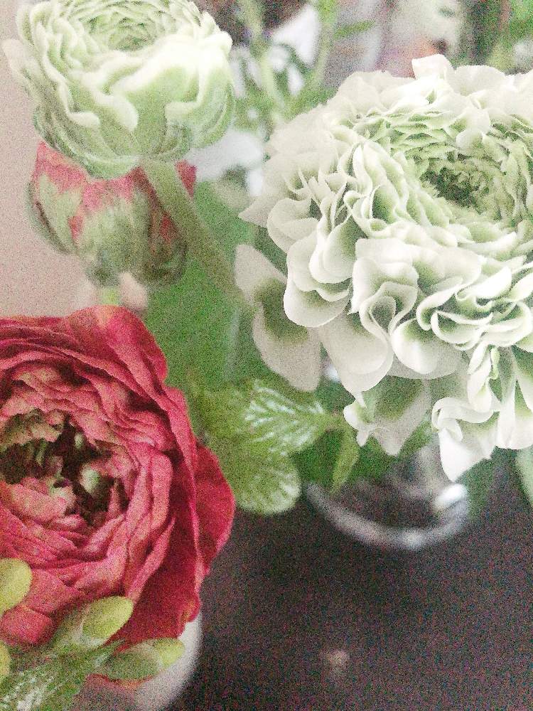 ラナンキュラスの投稿画像 By 空花 くうか さん ラナンキュラス バスティーユとラナンキュラス ポンポンシレンテ と ラナンキュラス 月3月31日 Greensnap グリーンスナップ