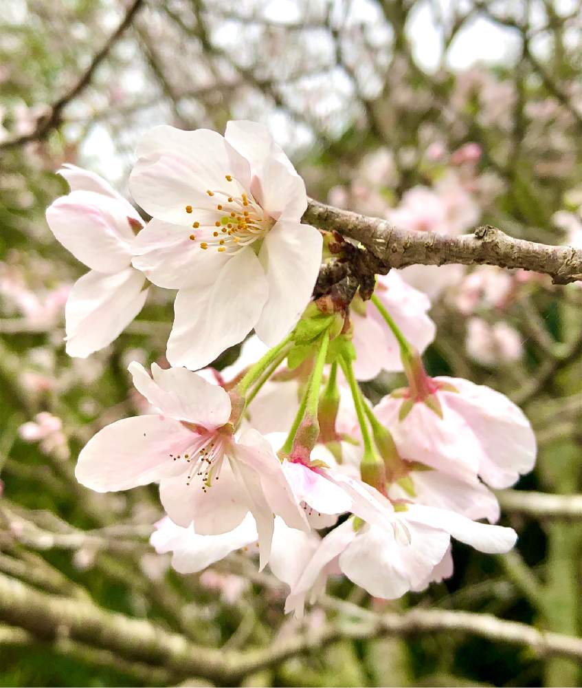 サクラの投稿画像 By ちょこ さん ソメイヨシノと春のお花と花が咲く木と桜フォトコン 月3月31日 Greensnap グリーンスナップ