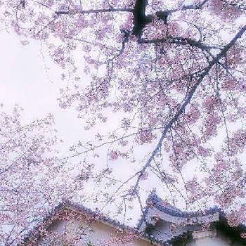 花曇りの投稿画像一覧 Greensnap グリーンスナップ