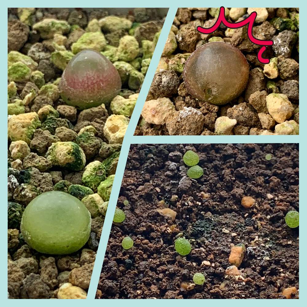 ブルゲリの投稿画像 By Mieさん 多肉植物と植物のある暮らしとコノフィツム 実生と猫大好き 月3月31日 Greensnap グリーンスナップ