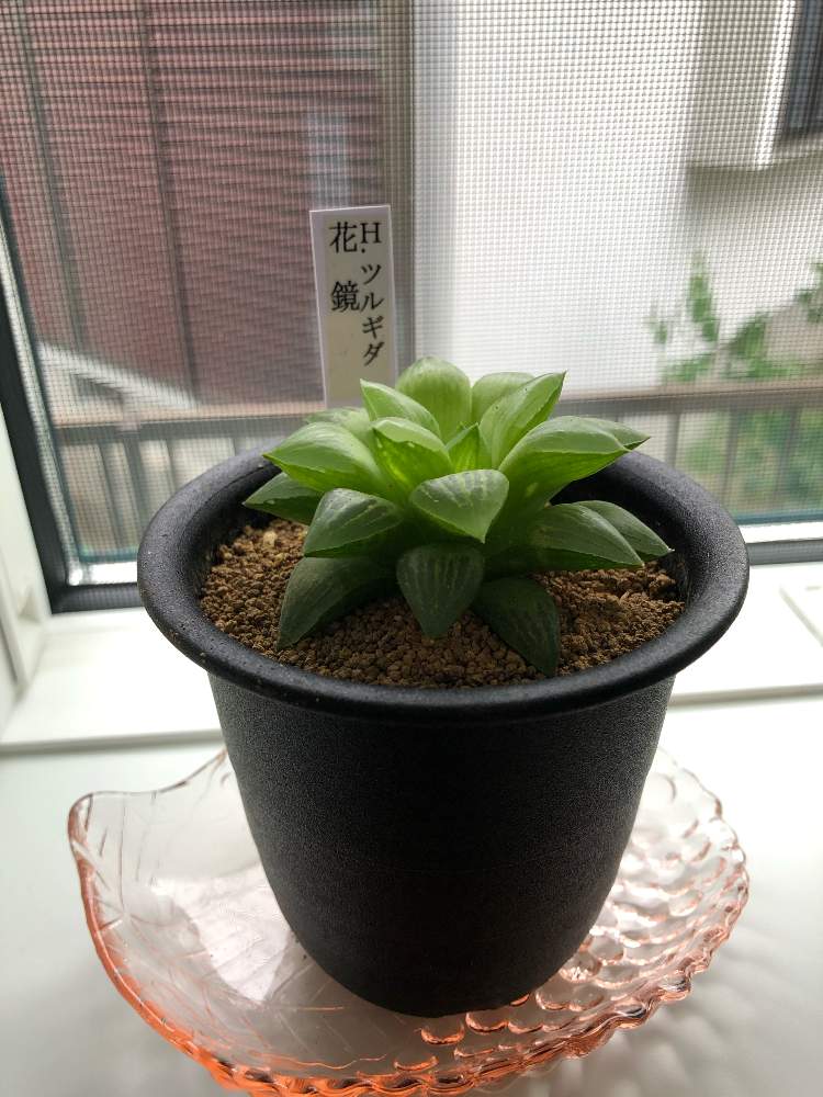 ハオルチアの投稿画像 By Sarairoさん 花鏡とハオルチア属と花のある暮らしと多肉女子と花鏡さん 月3月31日 Greensnap グリーンスナップ
