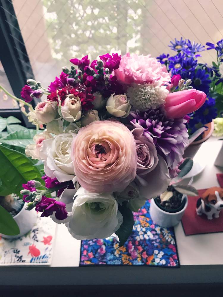 ラナンキュラスの投稿画像 By サリーさん 八重咲きストックとスカビオサとダリアとスカビオサと職場と花 のある暮らしと退職の花束とおうちフラワーフォトコンテストとチューリップとラナンキュラスとバラと窓辺と職場と花のある暮らしと退職の花束とおうちフラワーフォト