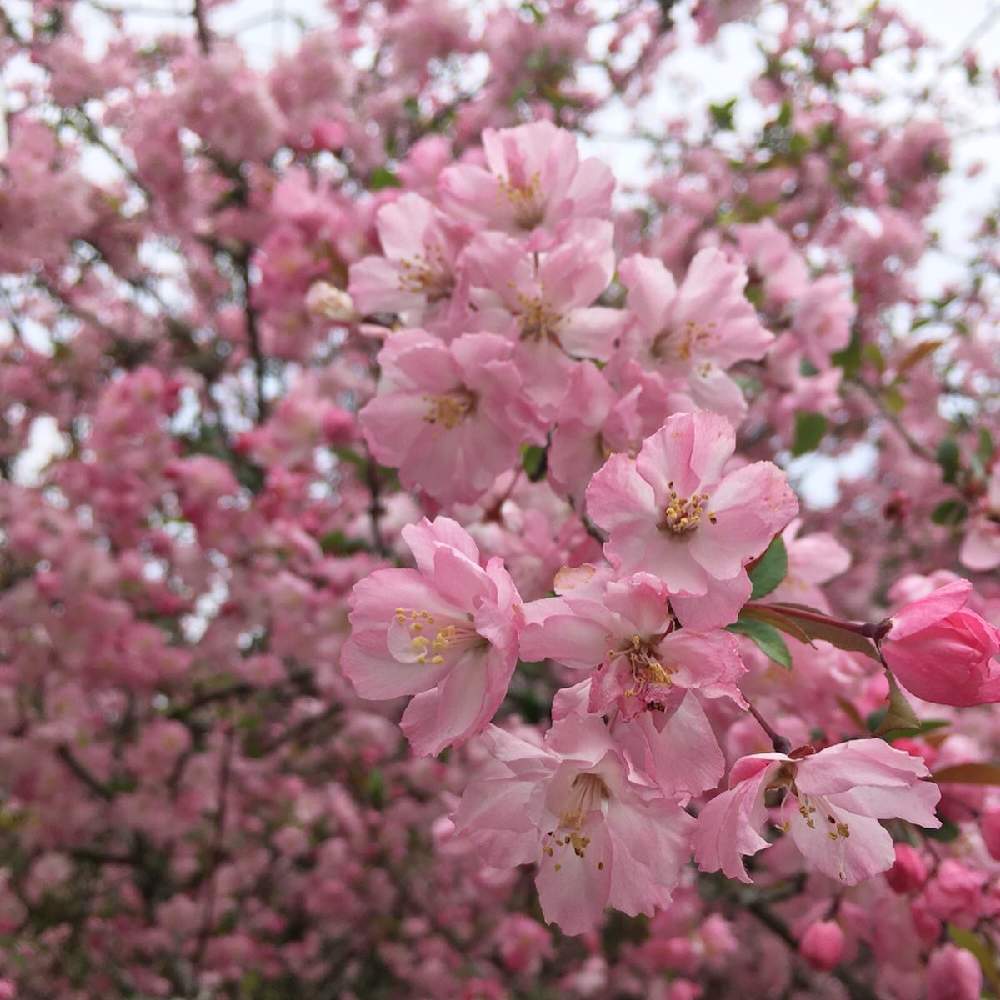 ハナカイドウの投稿画像 By Kiara Shoko さん 花海棠と湘南とピンクの花とお寺と鎌倉と美しいと花のある暮らしとかわいいな と桜フォトコン 月3月31日 Greensnap グリーンスナップ