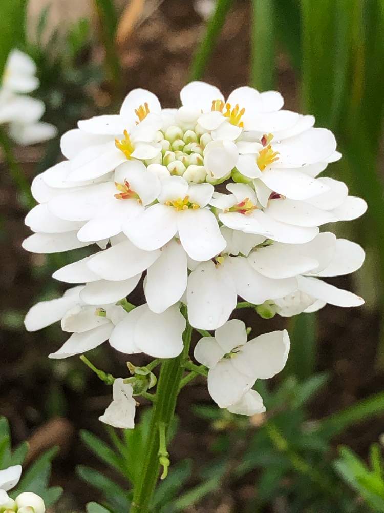 トキワマガリバナの投稿画像 By ぷてらんさん お出かけ先 月3月31日 Greensnap グリーンスナップ Greensnap グリーンスナップ トキワマガリバナの投稿画像 By ぷてらんさん お出かけ先 月3月31日 Greensnap グリーンスナップ Greensnap グリーンスナップ