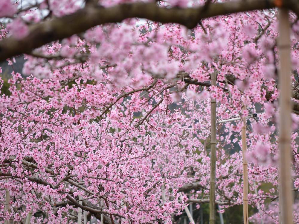 桃の花の投稿画像 By 嶌縞 シマシマ さん 花のある風景と癒しの花たちと一眼レフと春の癒しの花達にとお花いっぱいとピンクのお花と可愛い 月3月31日 Greensnap グリーンスナップ