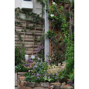三月の箱庭の画像 by 我楽多さん | 小さな庭といつもの箱庭と３月の花と三月の箱庭とOLY 40-150mm F2.8 Pro